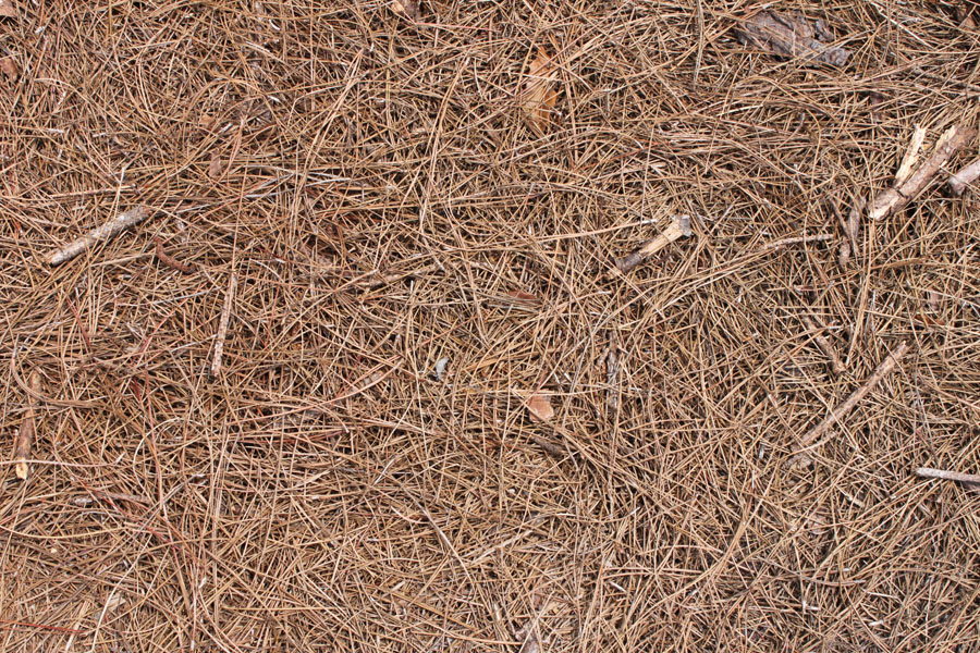 Bulk pine straw and pine needles at the West Volusia Shed Co. yard in DeLand