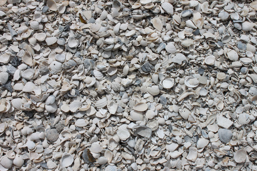 Washed shell in a bin at the West Volusia Shed Co. yard in DeLand
